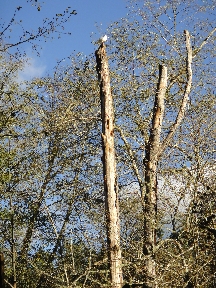 Gull atop a dead tree